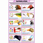 Food Habits of Birds Chart